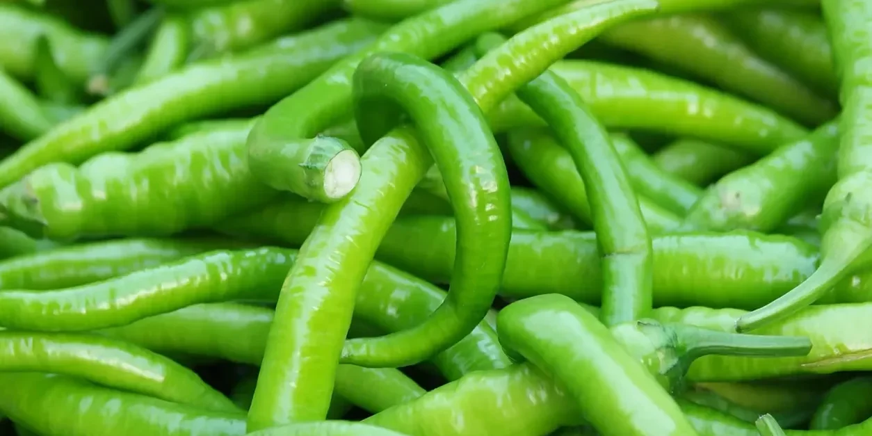 Fresh green chili peppers sourced for export from India