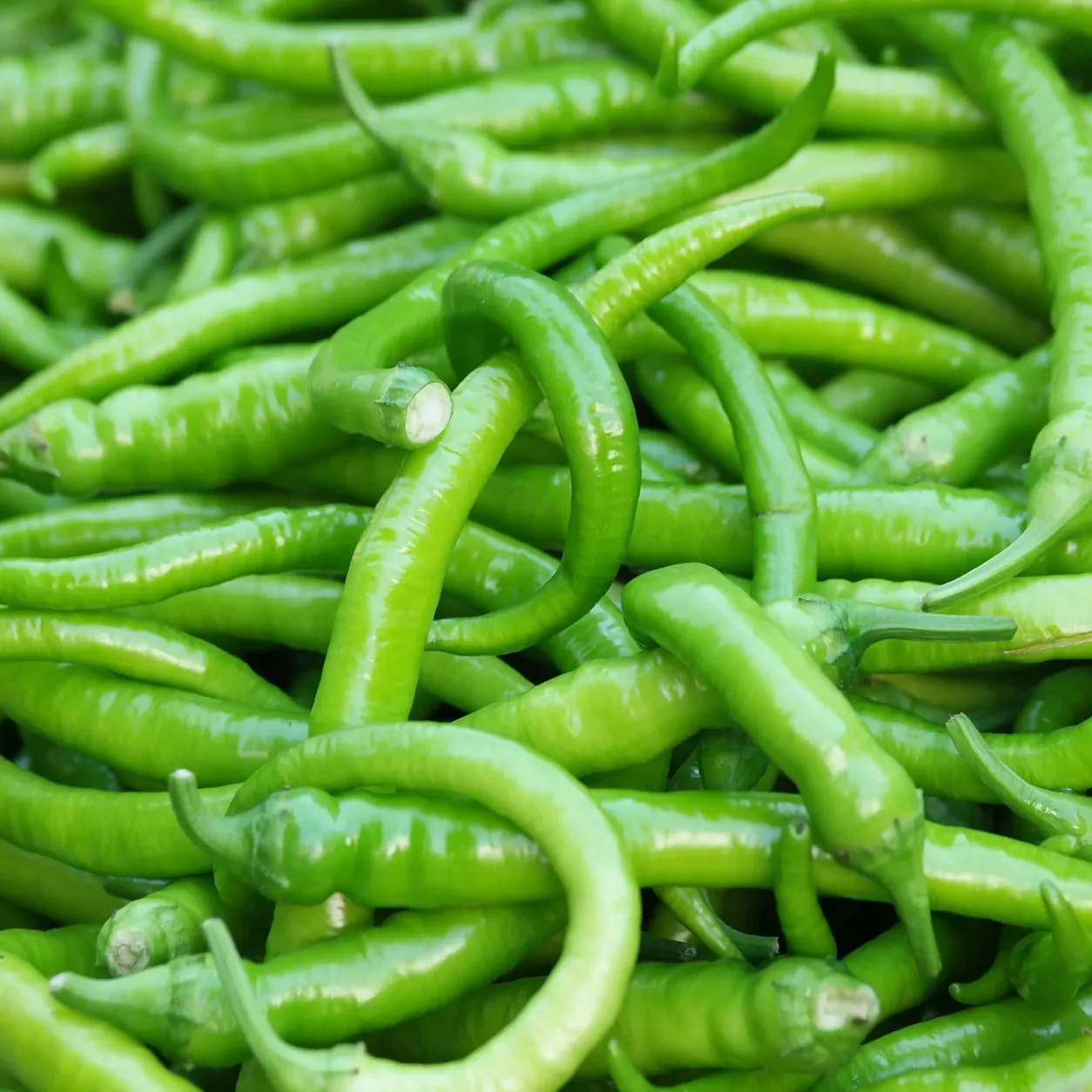 Fresh Green Chilli G4 Guntur