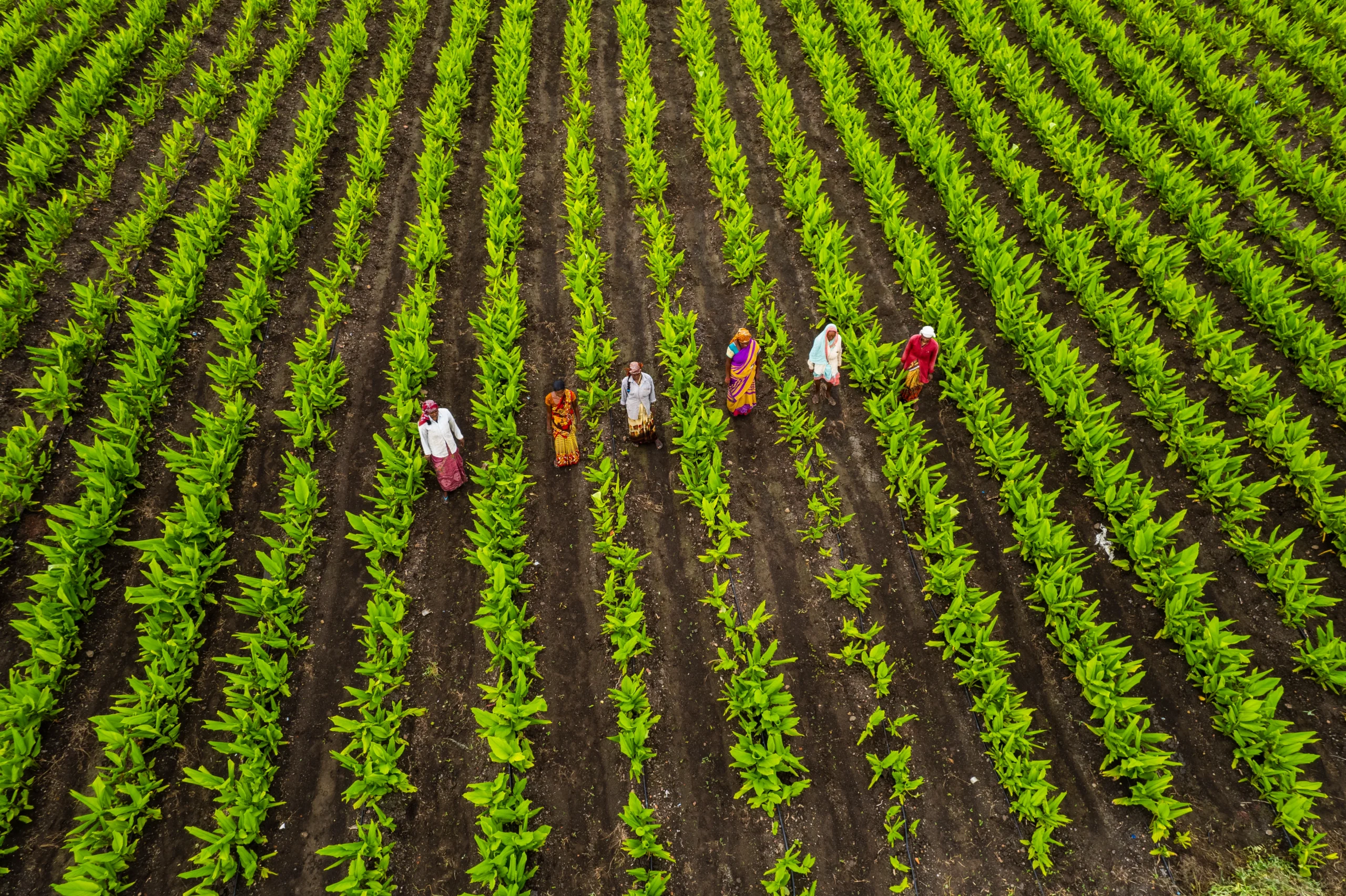 Climate change Climate resilient farming India millet field
