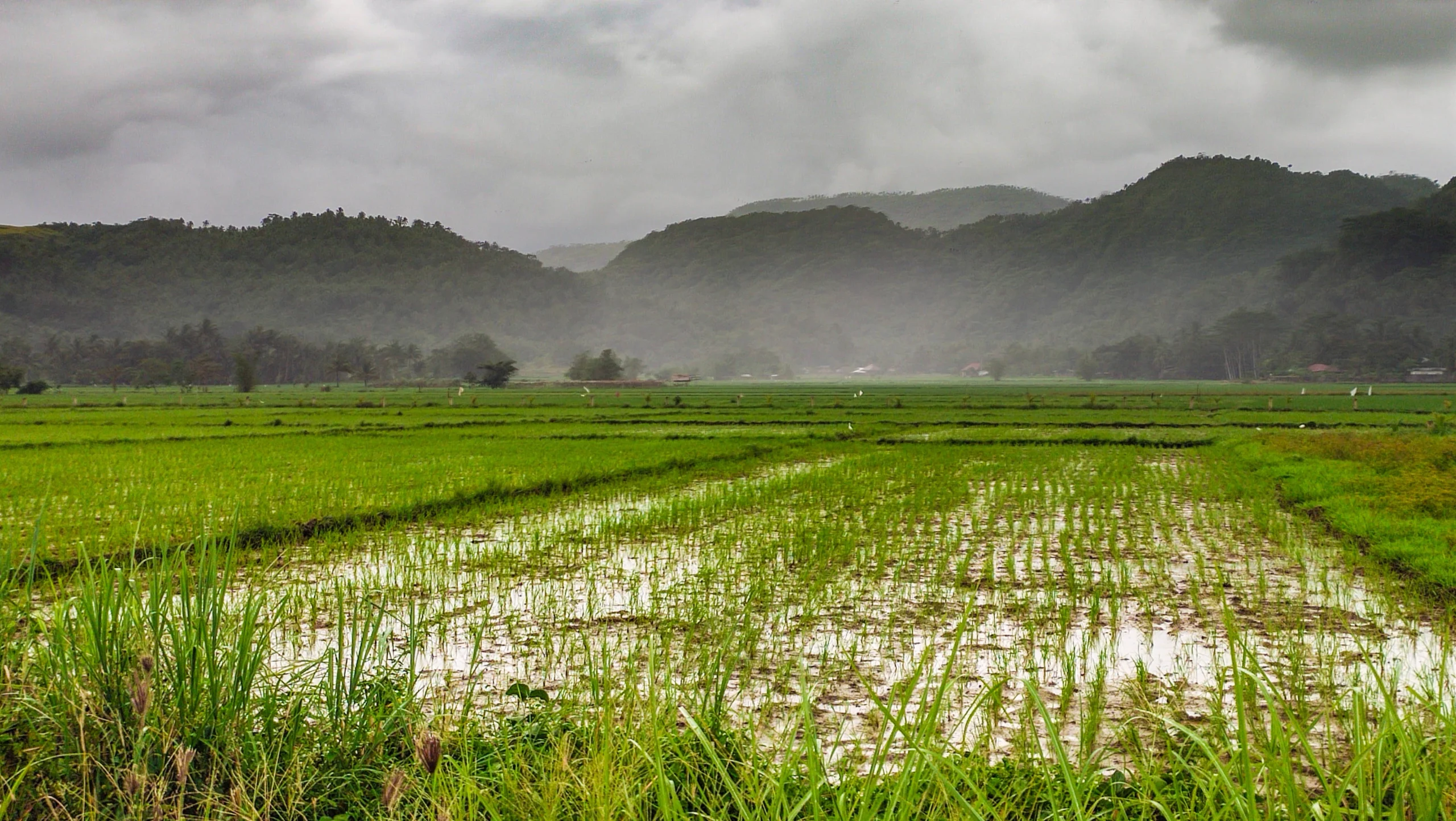 Monsoon impact on crop exports flooded paddy field