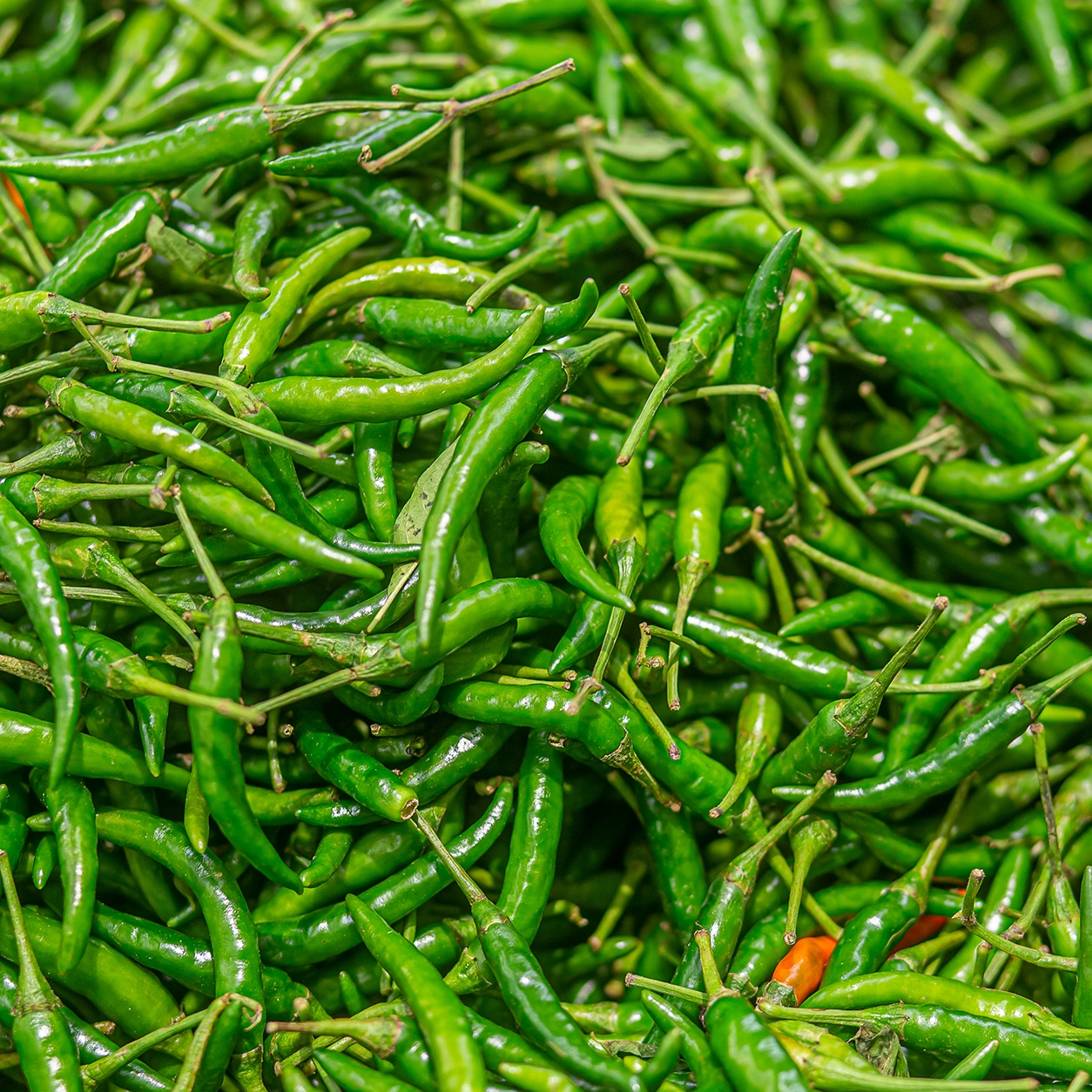 Fresh Green Chilli G4 Guntur