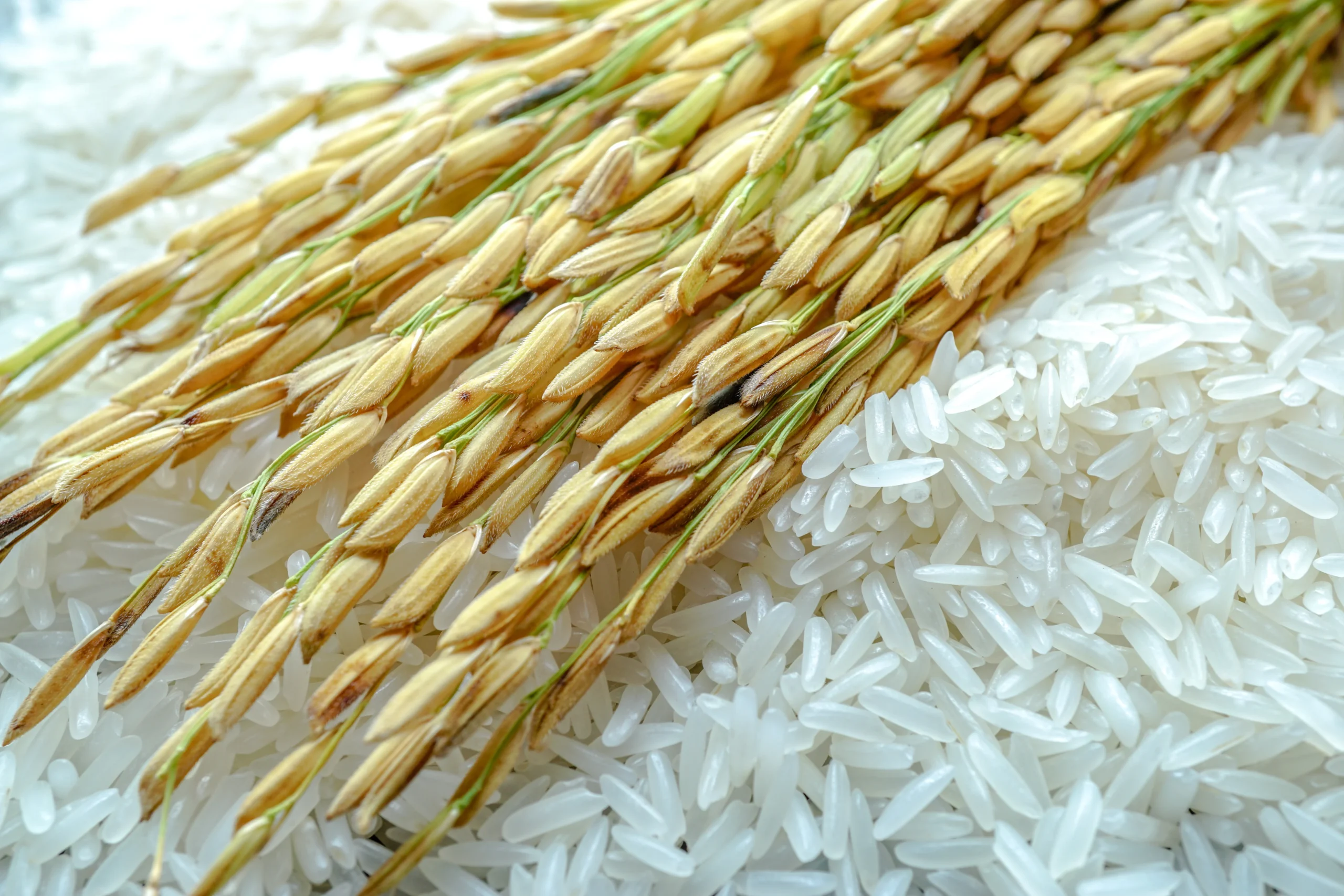 basmati rice supplier grain length measurement