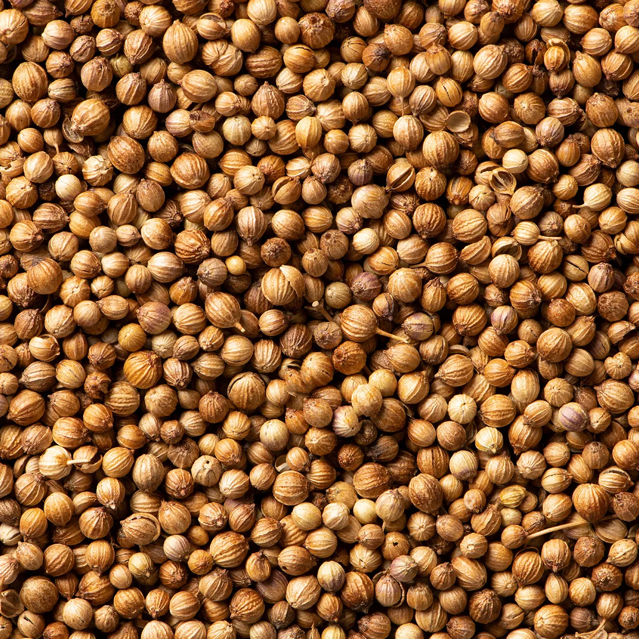 Indian Coriander Seeds 