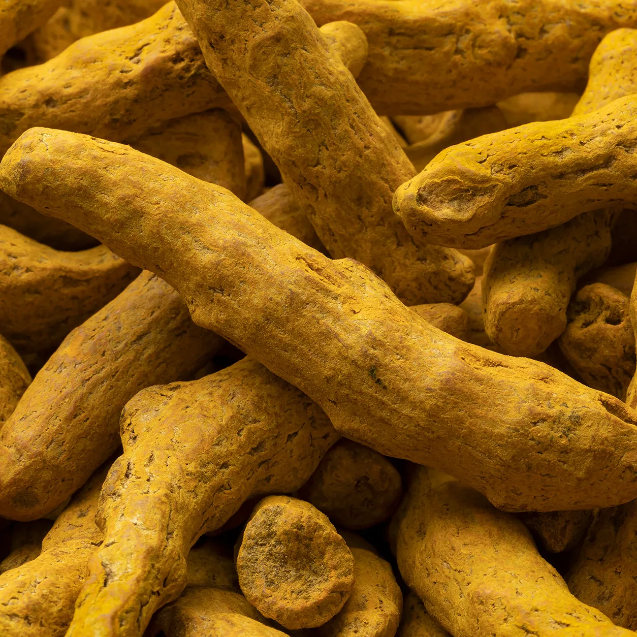 High-grade dried Indian turmeric rhizomes (Halad) featuring a rich golden-orange interior and high curcumin content, ideal for global pharmaceutical, nutraceutical, and food coloring industries.