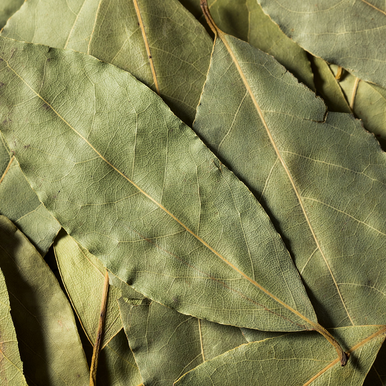 Bay Leaf 