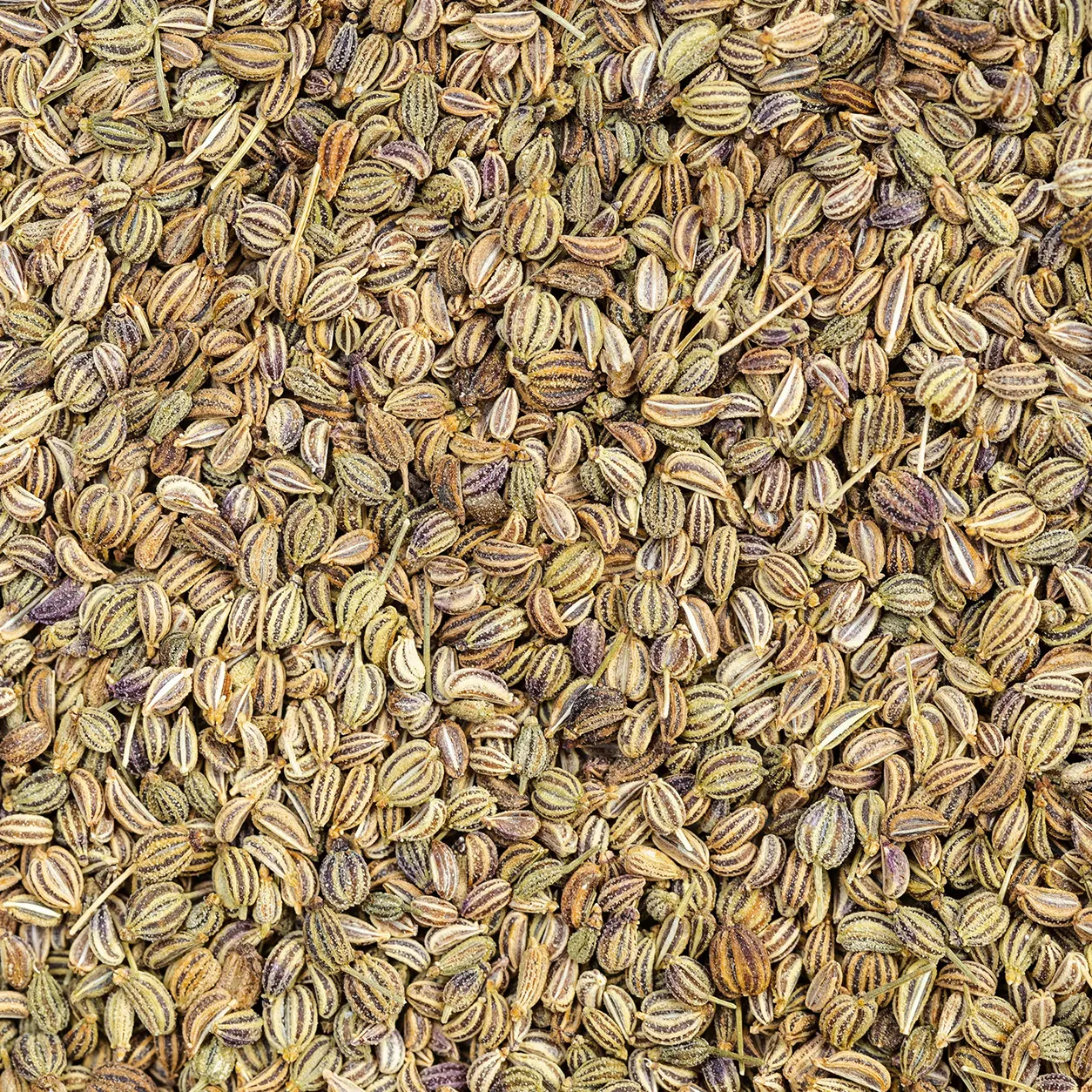 Carom Seeds
