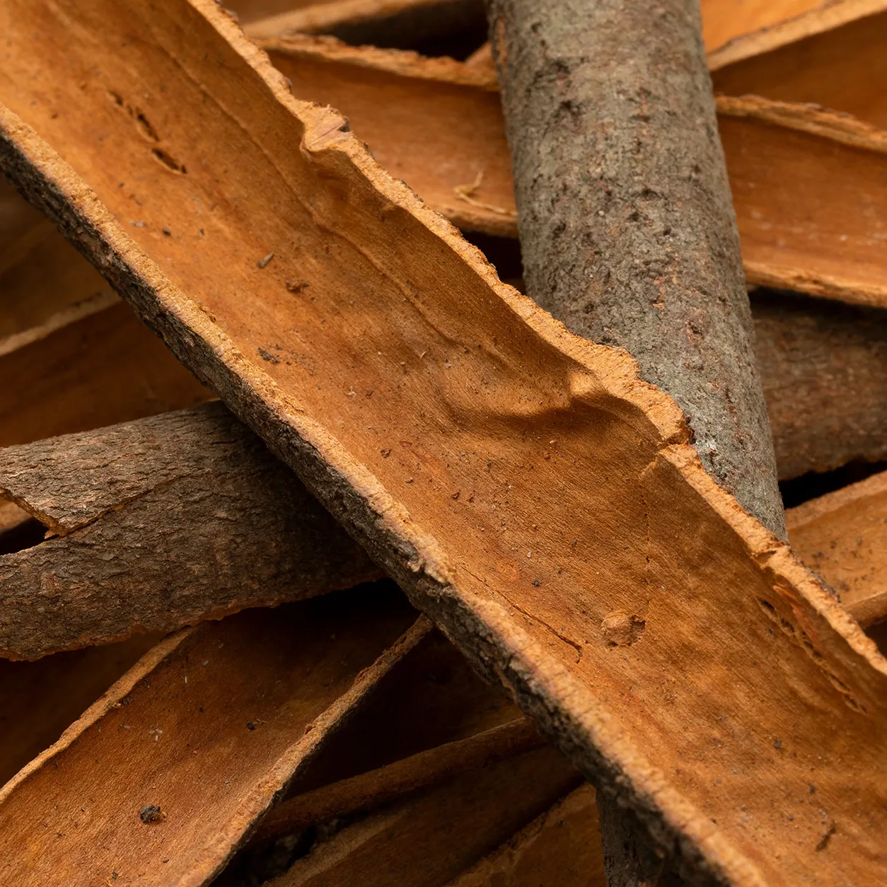 Indian Cinnamon 