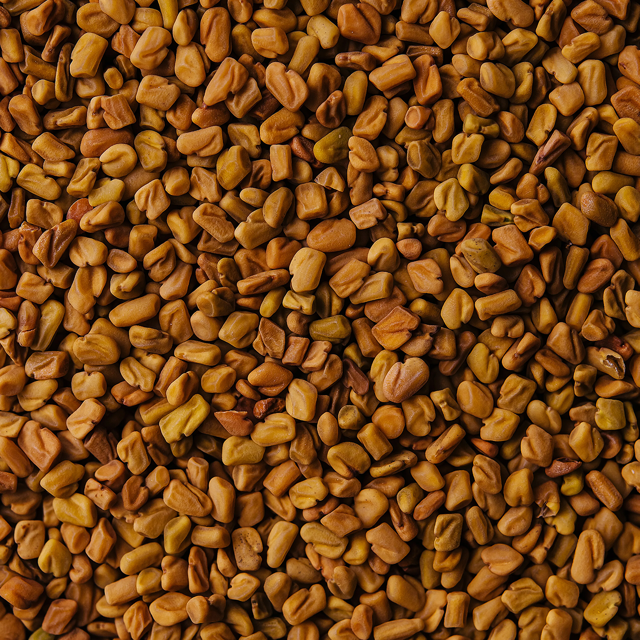 Fenugreek Seeds 