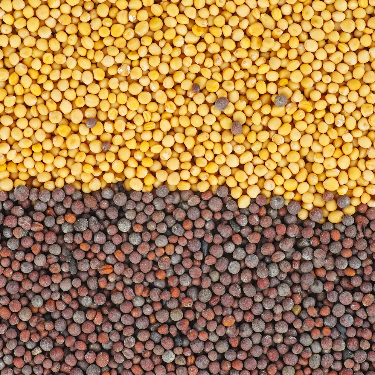 Indian Mustard Seeds 