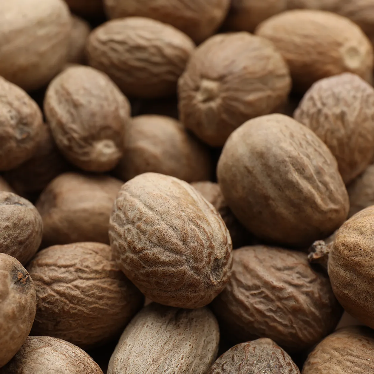 Indian Nutmeg 