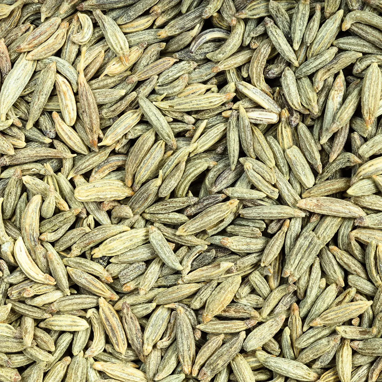 Fennel Seeds 
